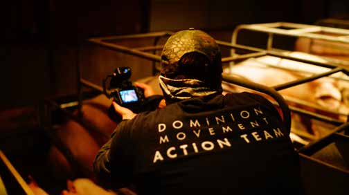 An investigator wearing a Dominion Movement Action Team shirt films inside a piggery