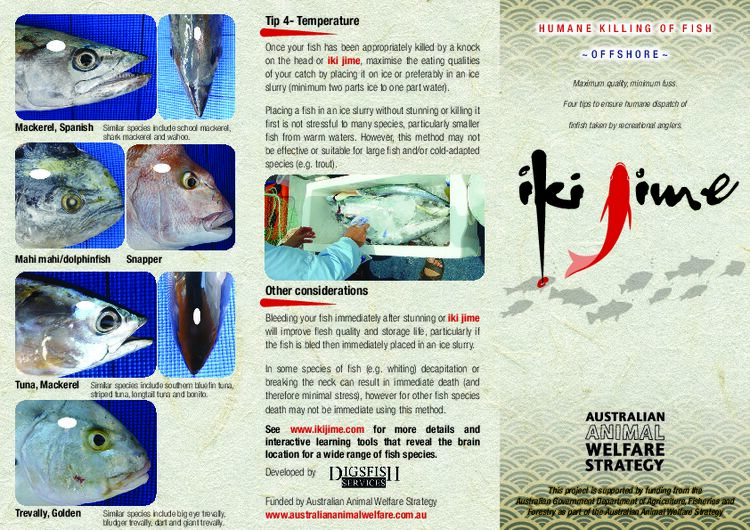 Brochure - Humane Killing of Fish - Offshore - Iki Jime