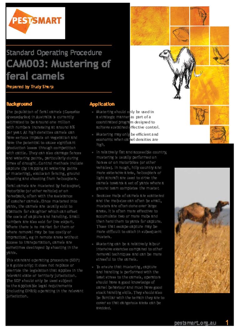 PESTSMART Standard operating procedure for mustering camels