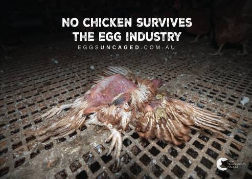 Eggs Uncaged Placards 2