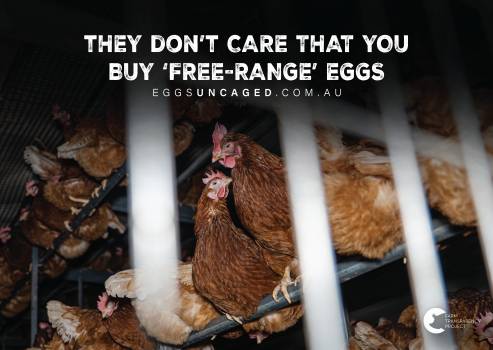 Eggs Uncaged Placards 3