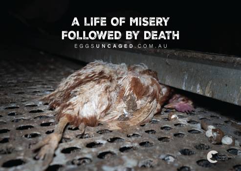 Eggs Uncaged Placard 5