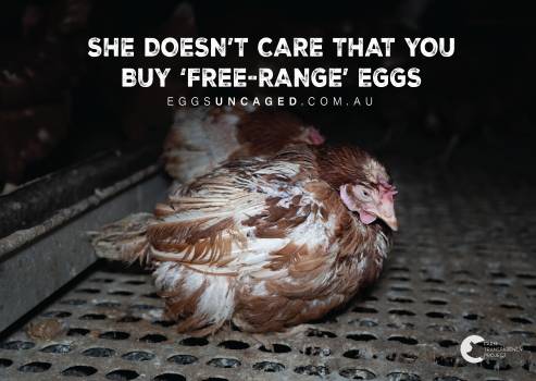 Eggs Uncaged Placards 8