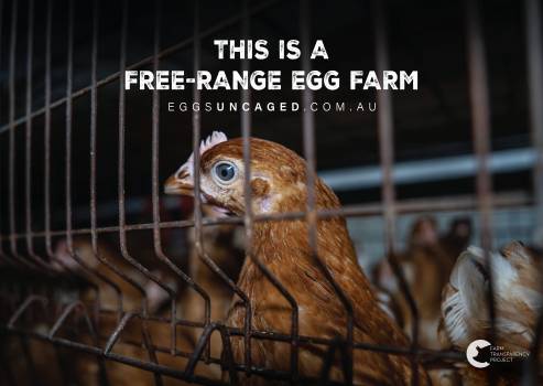Eggs Uncaged Placards 9
