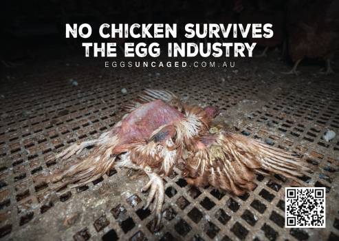 Eggs Uncaged Stickers 2