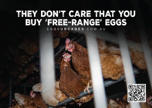 Eggs Uncaged Sticker 3