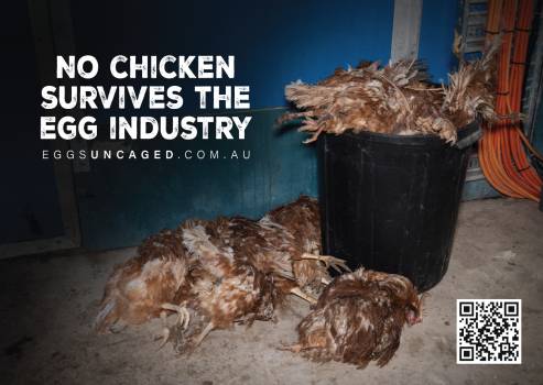 Eggs Uncaged Stickers 7