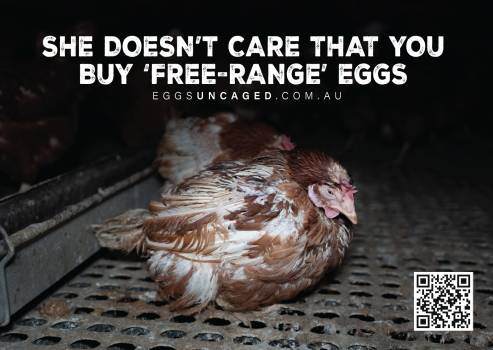 Eggs Uncaged Stickers 8