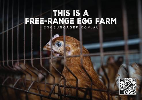 Eggs Uncaged Stickers 9