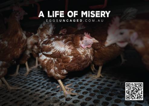 Eggs Uncaged Stickers 10