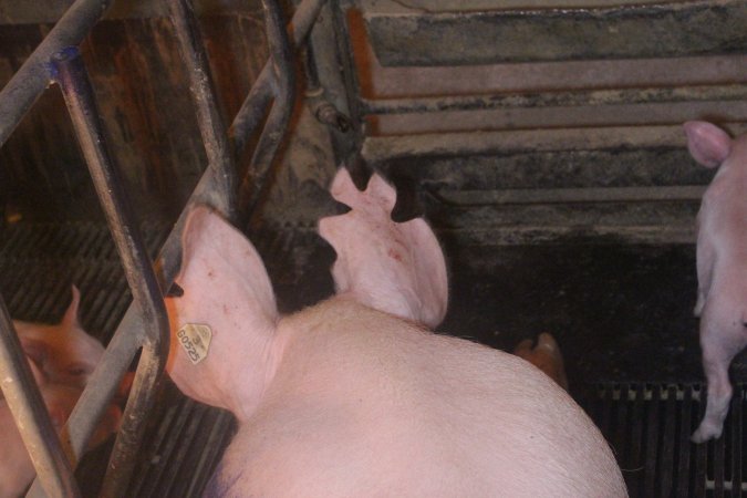 Farrowing Crates at Balpool Station Piggery NSW