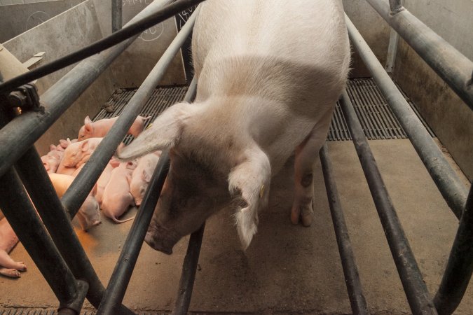 Farrowing crates at Lansdowne Piggery NSW