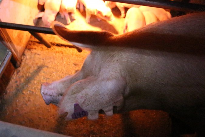 Farrowing crates at Strathvean Piggery NSW