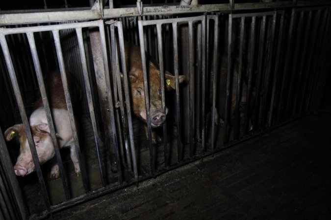 Boars in boar stalls