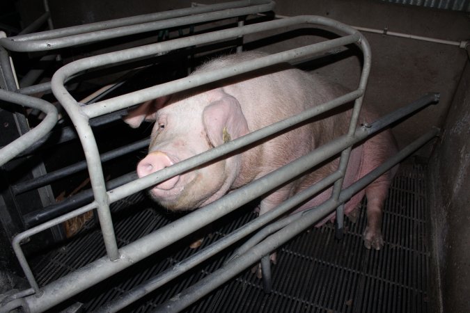 Farrowing crates at Selko Piggery NSW