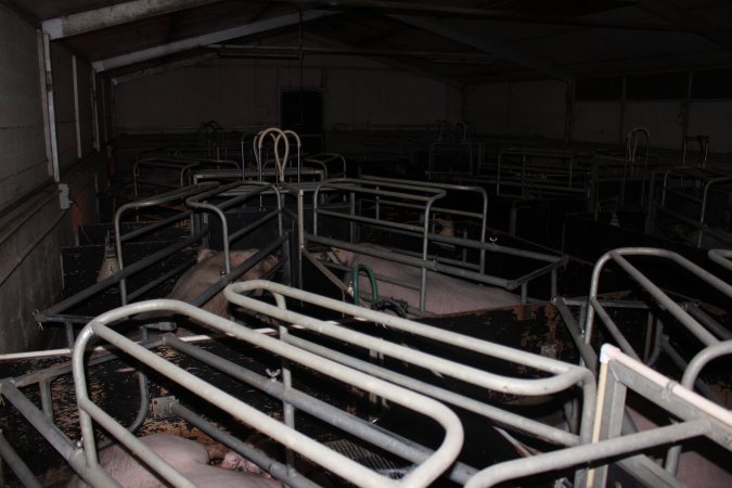 Farrowing crates at Selko Piggery NSW