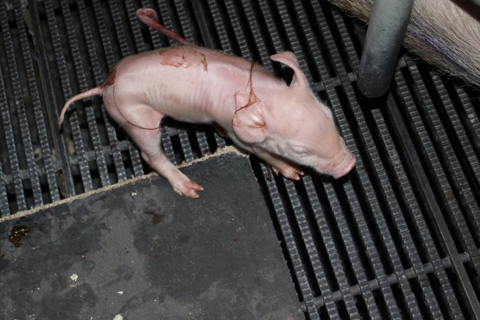 Farrowing crates at Selko Piggery NSW