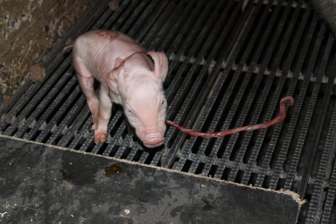 Farrowing crates at Selko Piggery NSW