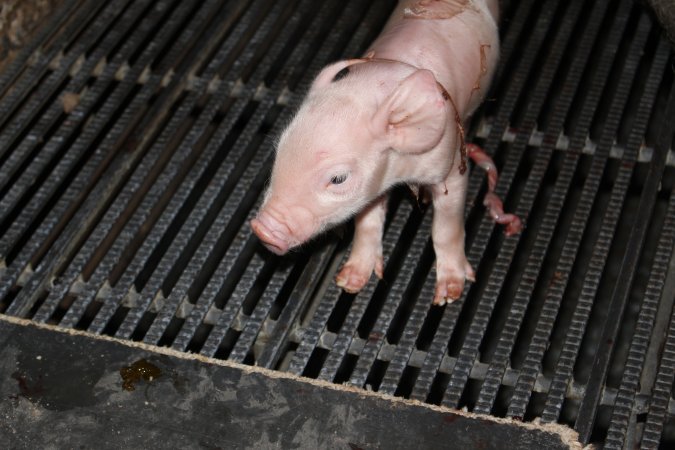 Farrowing crates at Selko Piggery NSW