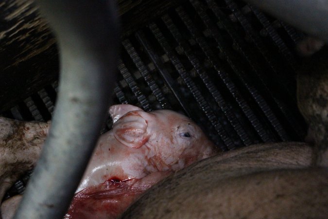 Farrowing crates at Selko Piggery NSW