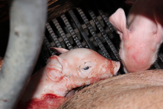 Farrowing crates at Selko Piggery NSW