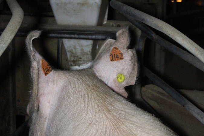 Farrowing crates at Deni Piggery NSW