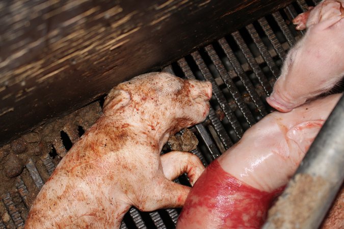 Farrowing crates at Selko Piggery NSW
