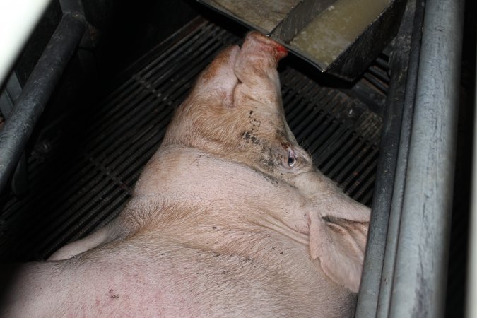 Farrowing crates at Selko Piggery NSW