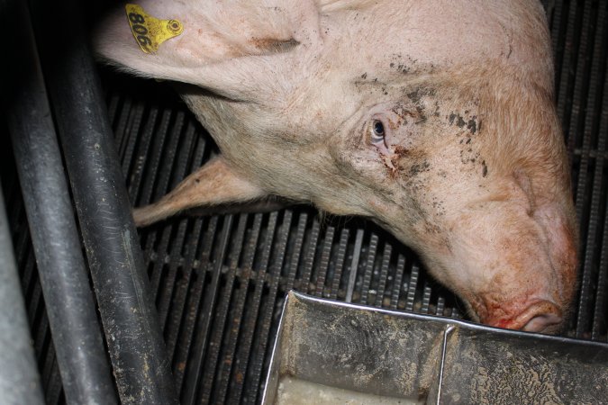 Farrowing crates at Selko Piggery NSW