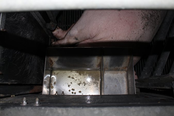 Sow's head under feed tray