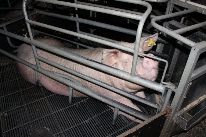 Farrowing crates at Selko Piggery NSW
