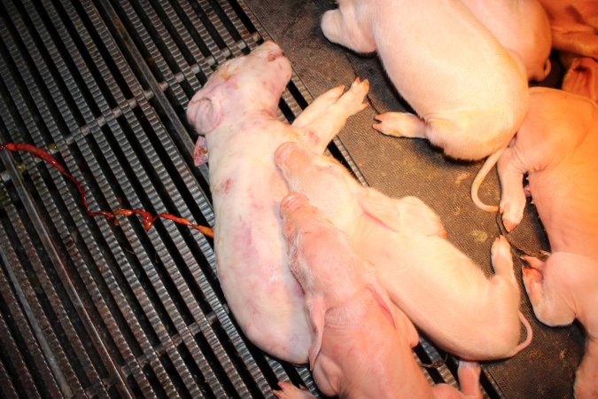 Farrowing crates at Selko Piggery NSW