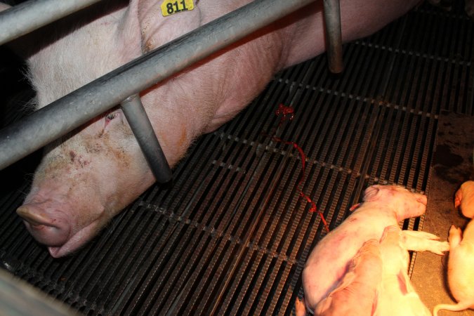 Farrowing crates at Selko Piggery NSW