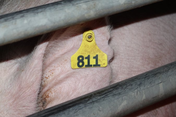 Farrowing crates at Selko Piggery NSW