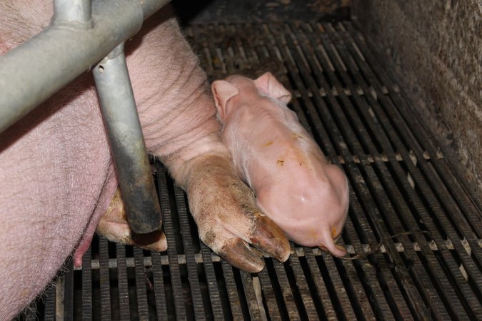 Farrowing crates at Selko Piggery NSW