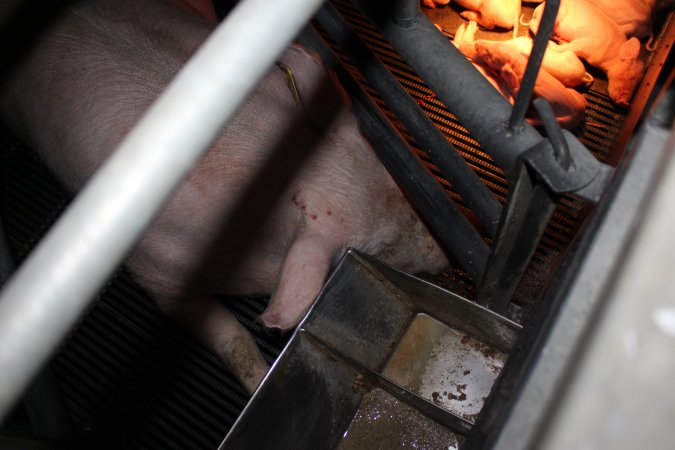 Farrowing crates at Selko Piggery NSW
