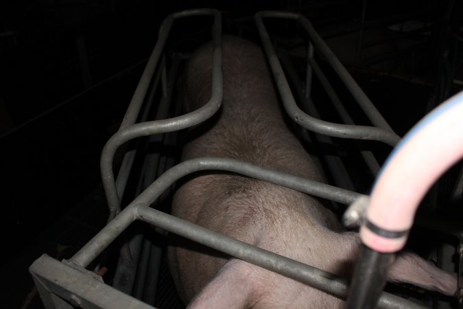 Farrowing crates at Selko Piggery NSW