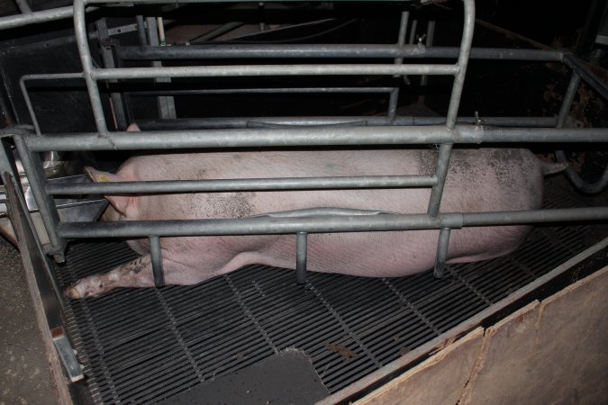 Farrowing crates at Selko Piggery NSW