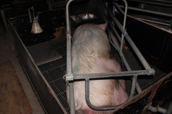 Farrowing crates at Selko Piggery NSW