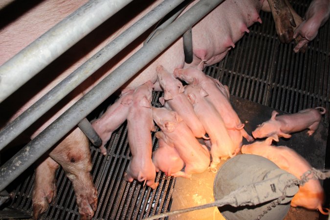 Farrowing crates at Selko Piggery NSW