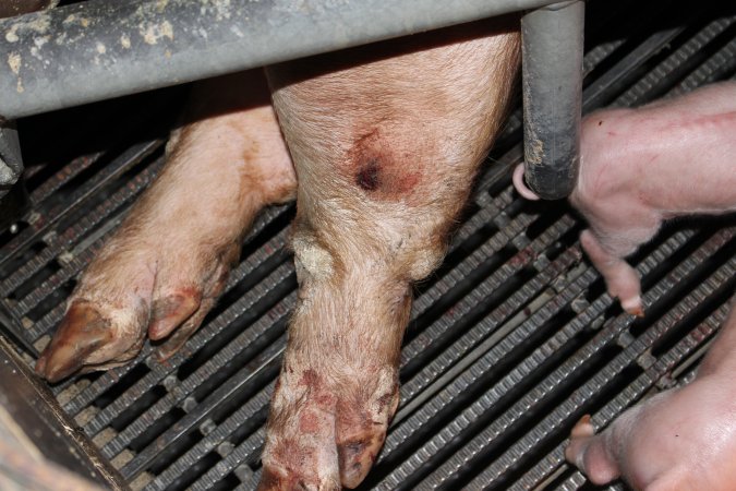 Sow with leg wound