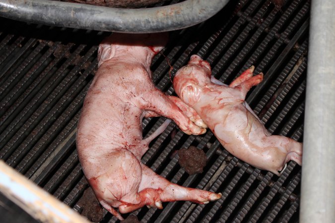 Farrowing crates at Selko Piggery NSW
