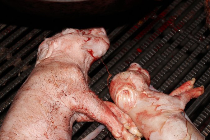 Farrowing crates at Selko Piggery NSW