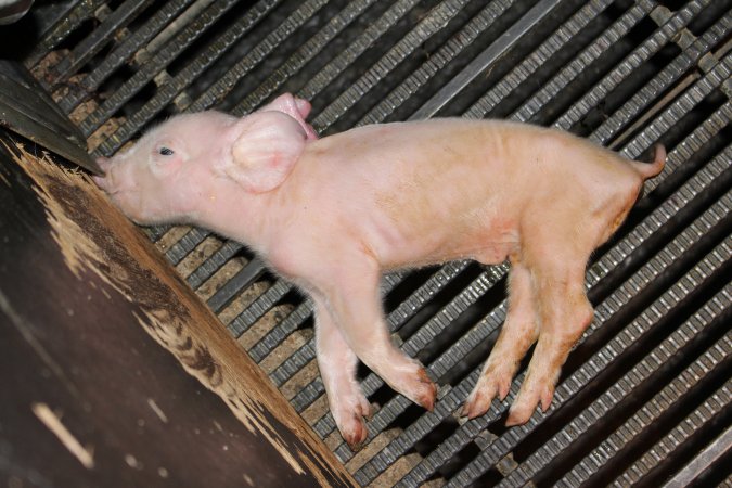 Farrowing crates at Selko Piggery NSW