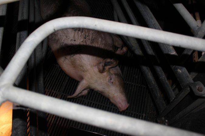 Farrowing crates at Selko Piggery NSW