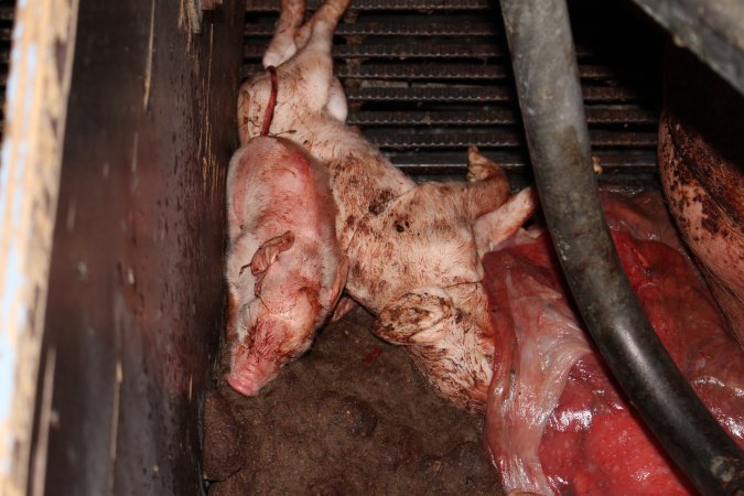 Farrowing crates at Selko Piggery NSW