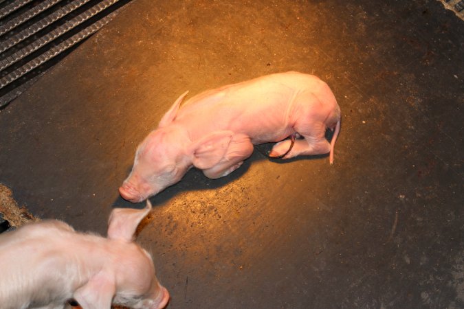 Farrowing crates at Selko Piggery NSW