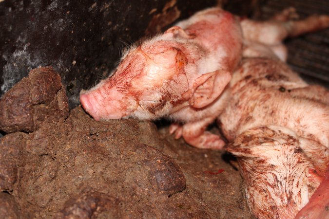 Farrowing crates at Selko Piggery NSW