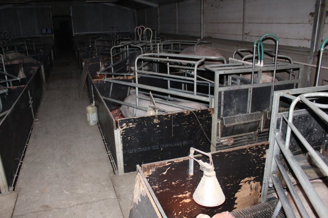 Farrowing crates at Selko Piggery NSW
