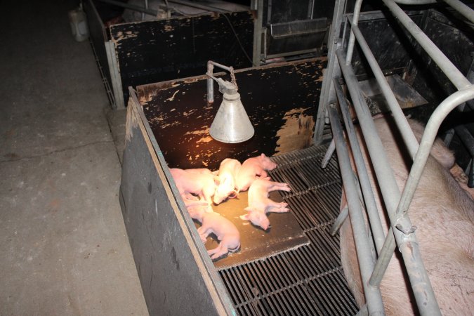 Farrowing crates at Selko Piggery NSW
